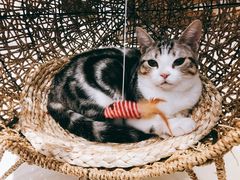 -飞行喵MR PILOT|猫舍·猫咖(静安大融城店)