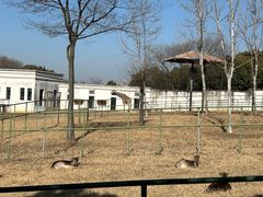 -合肥野生动物园