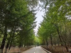 -长白岛森林公园
