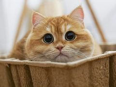 -百信宠物医院(东升街店)