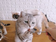 -平行世界·猫咖(首经贸店)