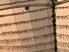 -海上花岛玫瑰园采摘