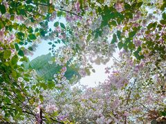 -深圳国际园林花卉博览园