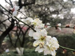 -杭州植物园