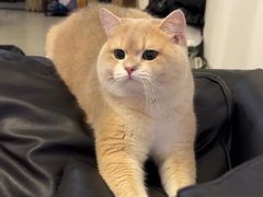 -lincat·猫舍(广州店)