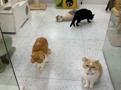 -喵园·猫主题咖啡厅·撸猫·猫咖(国贸店)