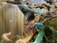 -酷以爬仙阁实体爬宠店·守宫·蜥蜴·专业繁育