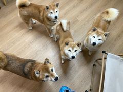 -是阿柴呀！柴犬咖啡·爱喵喵猫咖