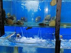 水产区-老东镇啤酒屋海鲜加工·蒸汽海鲜·海鲜烧烤(台东店)