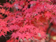 -常寂光寺