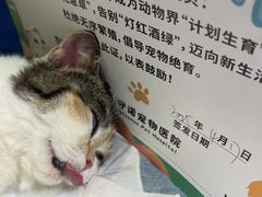 -守诺宠物医院·眼科· 特色牙科·异宠专科(虹口店)