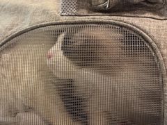 -猫十亿·布偶金渐层·曼基康矮脚猫舍(青年路店)