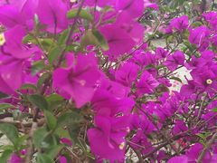 -金科花卉市场