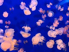 -成都浩海立方海洋公园