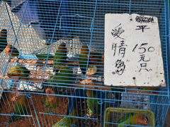 -园圃街雀鸟花园