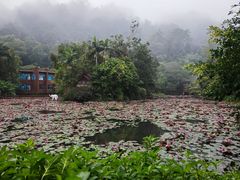 -野象谷景区