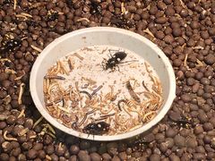 -上海大自然野生昆虫馆(东方明珠·爬宠昆虫探索中心)