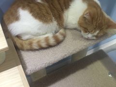 -喵的天空名猫咖啡馆·撸猫·猫舍·用品