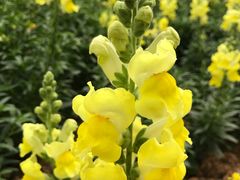 -松山湖梦幻百花洲