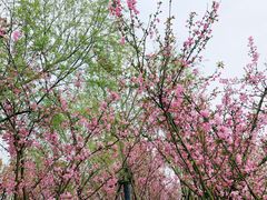 -春花秋色城市公园