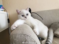 -安安宠医·安烨宠物医院·宠物保险(北仑分院)
