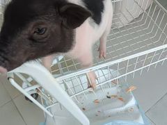 -怪兽屋·羊驼·猫咖·狗咖(俊华广场店)