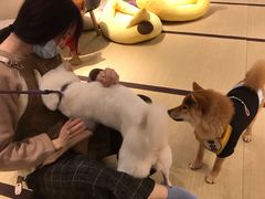 -逗柴咖啡屋·狗咖猫咖宠物桌游