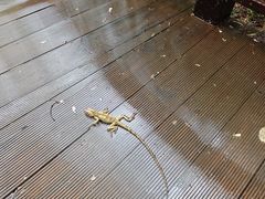 -西双版纳原始森林公园
