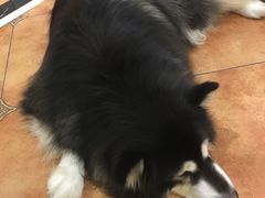 -more than meow吴止猫主题餐厅(承德 中船汇店)