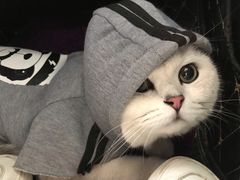 -喵zoo家庭繁育猫舍(尖东智能花园店)