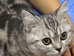 -pd派德宠物中心医院24H急重症·眼科中心·血液透析中心(嵩山北路店)