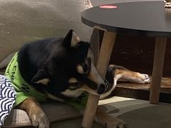 -逗柴咖啡屋·狗咖猫咖宠物桌游