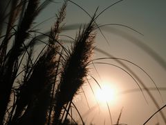 -三圣花乡旅游区