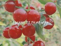 -樱桃山旅游景区