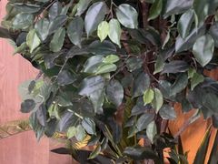 -同仁四季椰子鸡(无锡滨湖万象汇店)