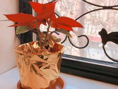 -红房子西菜馆(淮海中路店)