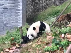-都江堰中华大熊猫苑