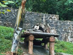 -都江堰中华大熊猫苑