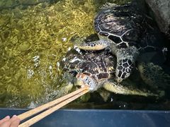 -苏州海洋馆