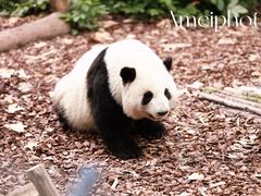 -成都大熊猫繁育研究基地