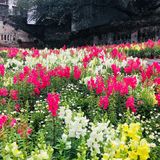 废墟中的烂漫花园[玫瑰][凋谢]