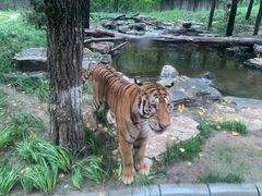 -北京野生动物园