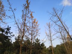 -重庆中央公园(渝北区)