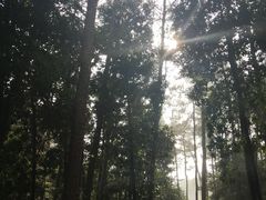 -铁山坪森林公园