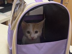 -瑞派康怡24h宠物医院·犬猫医疗中心·微创绝育(瑞景分院)