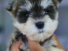 -翊宠yipet猫狗购宠庄园犬舍•猫舍