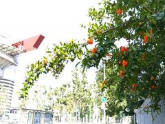 -圣西罗球场