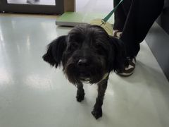 -瑞鹏宠物医院·宠保定点·心脏科·内科(御桥分院)