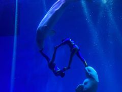 -芜湖新华联大白鲸海洋公园