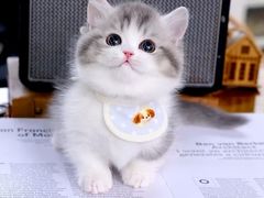 -欣宠猫屋·矮脚拿破仑·蓝金金渐层